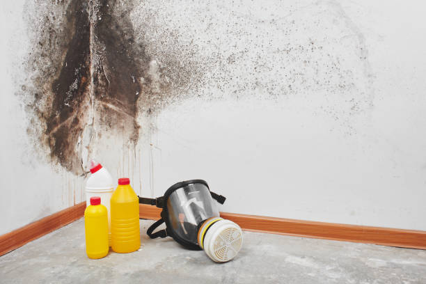 Best Commercial Mold Removal  in Balch Springs, TX