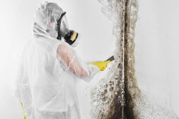 Trusted Balch Springs, TX Mold Removal Experts
