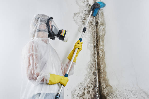 Best Commercial Mold Removal  in Balch Springs, TX