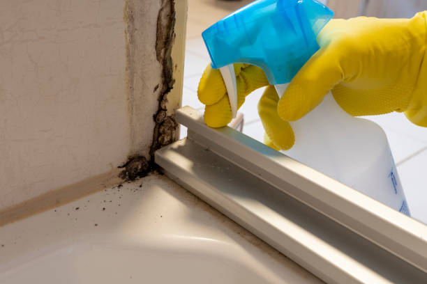 Best Local Mold Removal Service  in Balch Springs, TX
