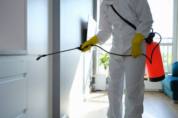 Best Residential Mold Removal  in Balch Springs, TX