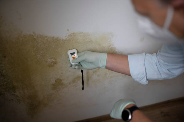 Best Mold Remediation  in Balch Springs, TX