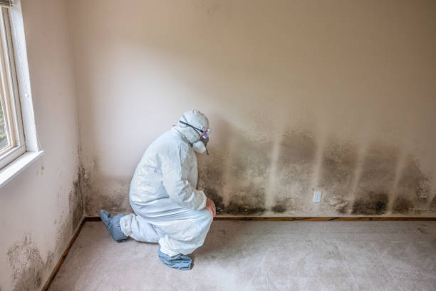 Best Certified Mold Removal  in Balch Springs, TX