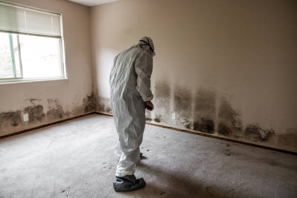Best Mold Removal Company Near Me  in Balch Springs, TX