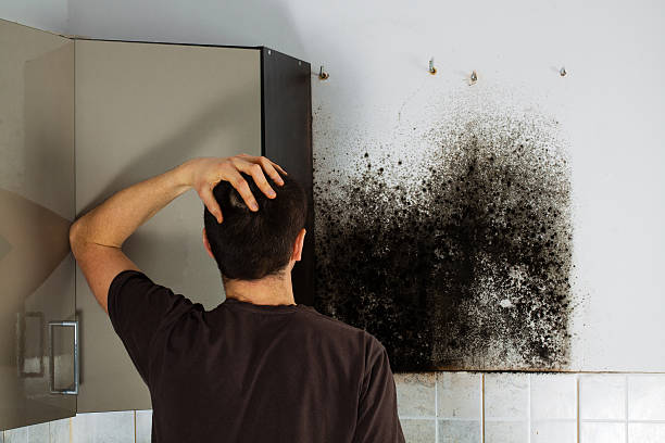 Best Black Mold Removal  in Balch Springs, TX