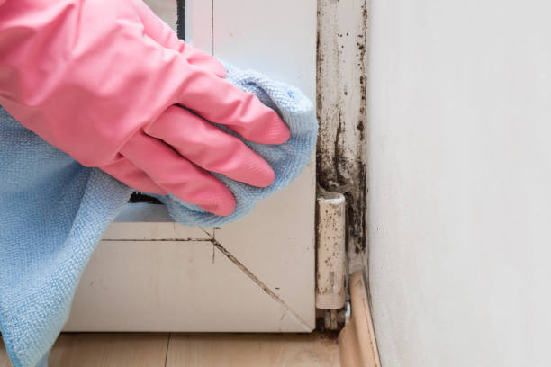 Best Fast Mold Removal  in Balch Springs, TX