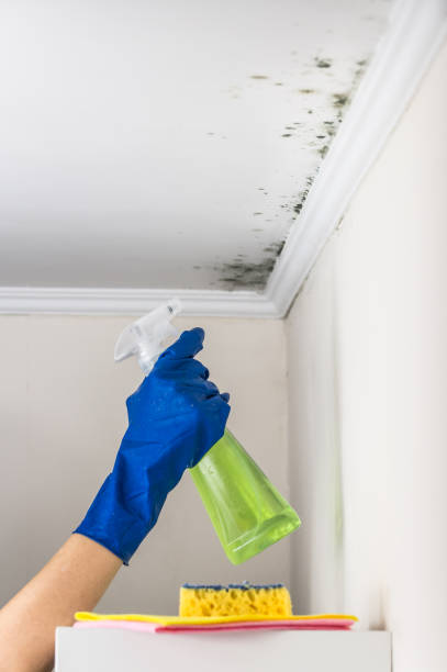 Best Black Mold Removal  in Balch Springs, TX