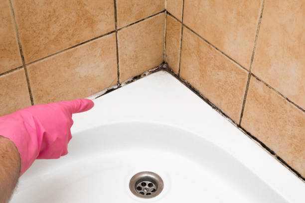 Best Certified Mold Removal  in Balch Springs, TX